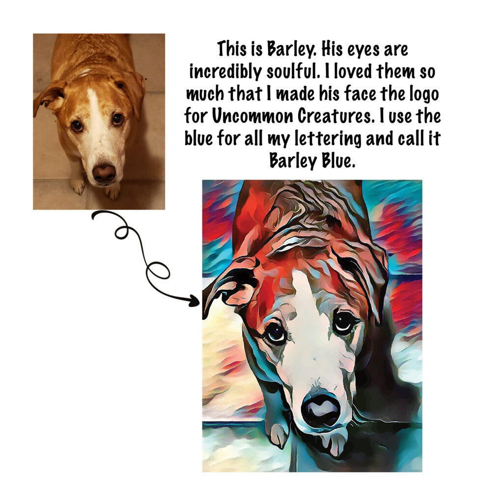 Before and after images of Barley the dog, whose soulful eyes inspired the Barley Blue brand color.